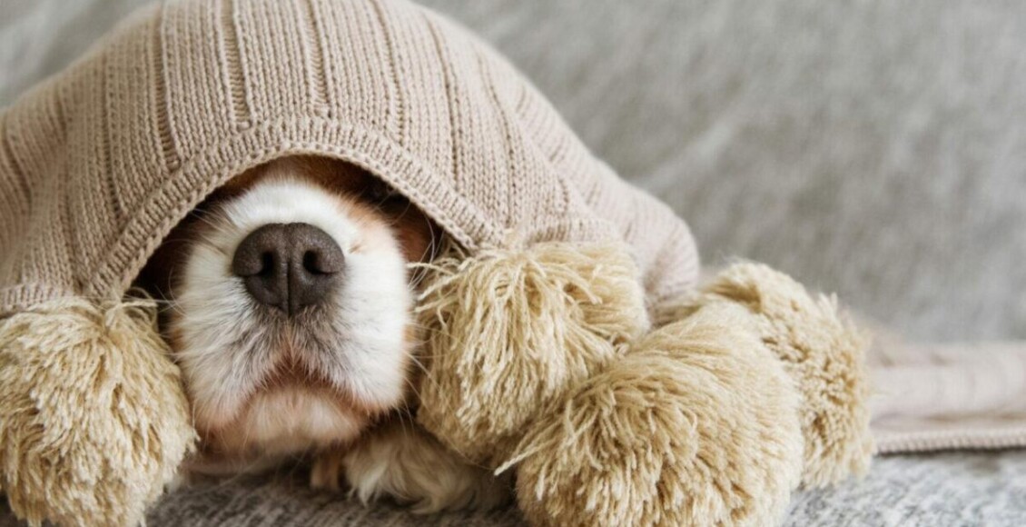 Como fazer roupa de cachorro