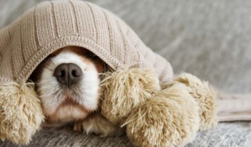 Como fazer roupa de cachorro