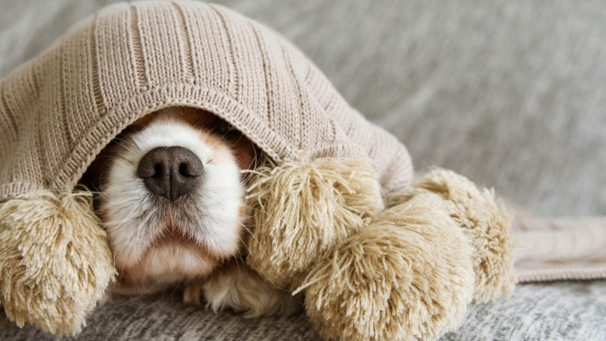 Como fazer roupa de cachorro
