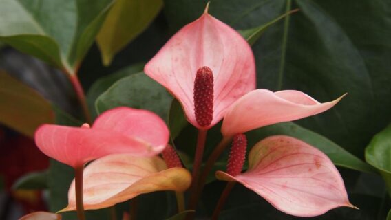 Antúrio: aprenda como cuidar da planta associada à sensualidade