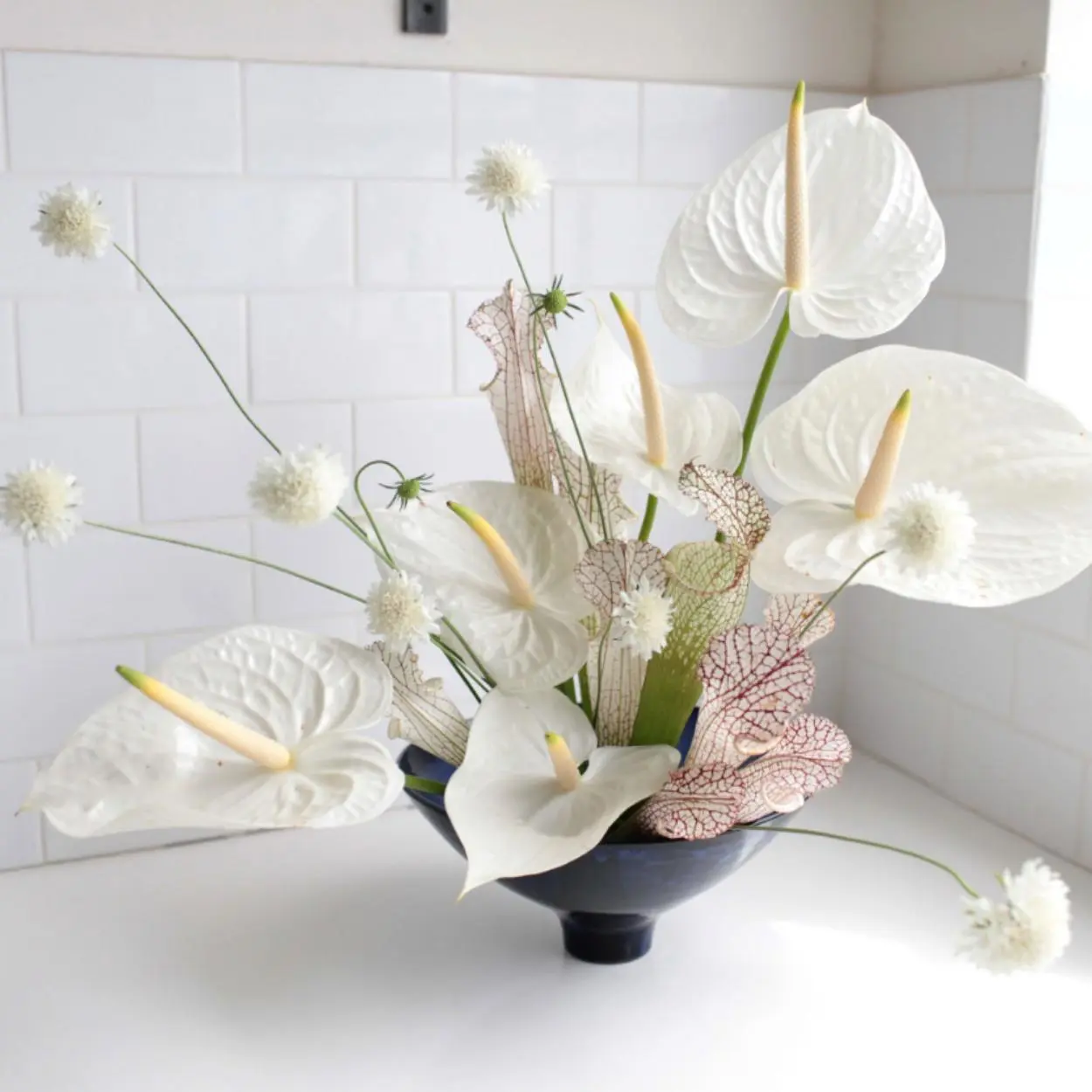 Antúrio, arranjo branco.