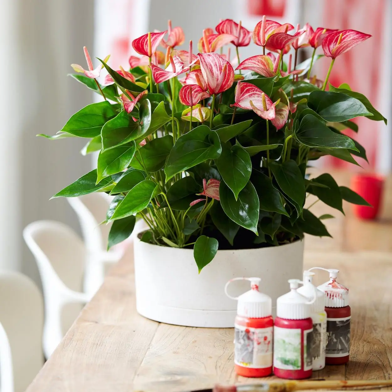 Vaso com antúrios rosa.