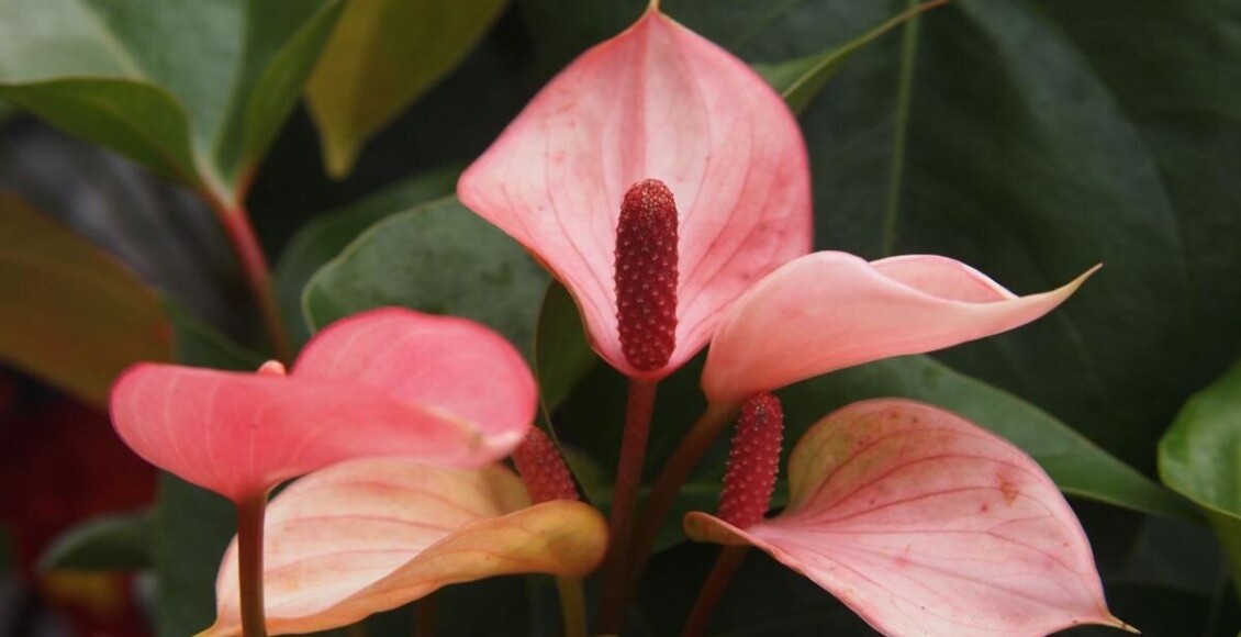 Antúrio rosa.