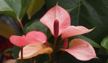 Antúrio rosa.