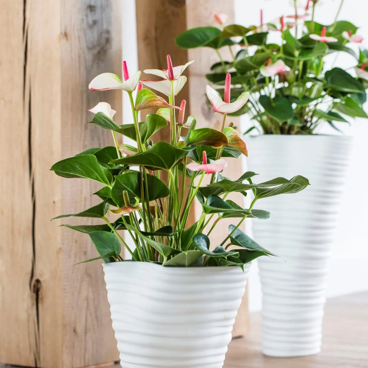 Opção de antúrio em vaso.