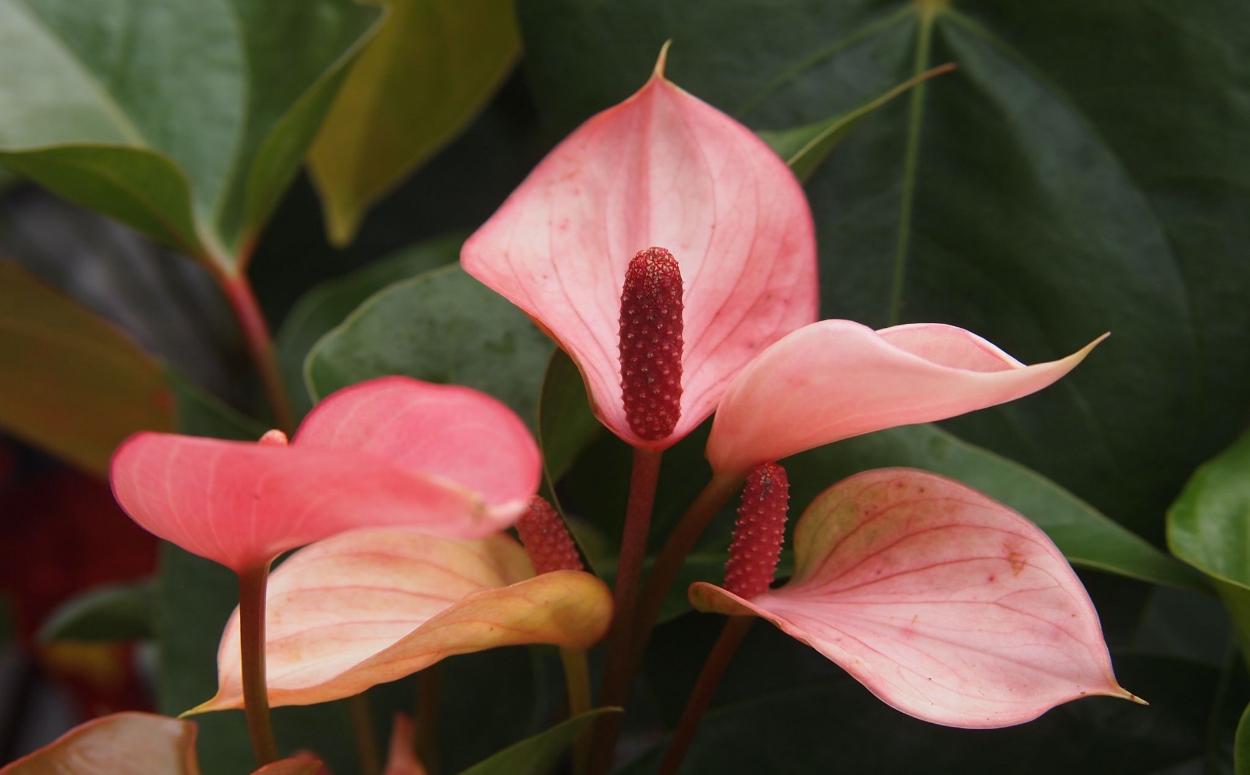 Antúrio rosa.