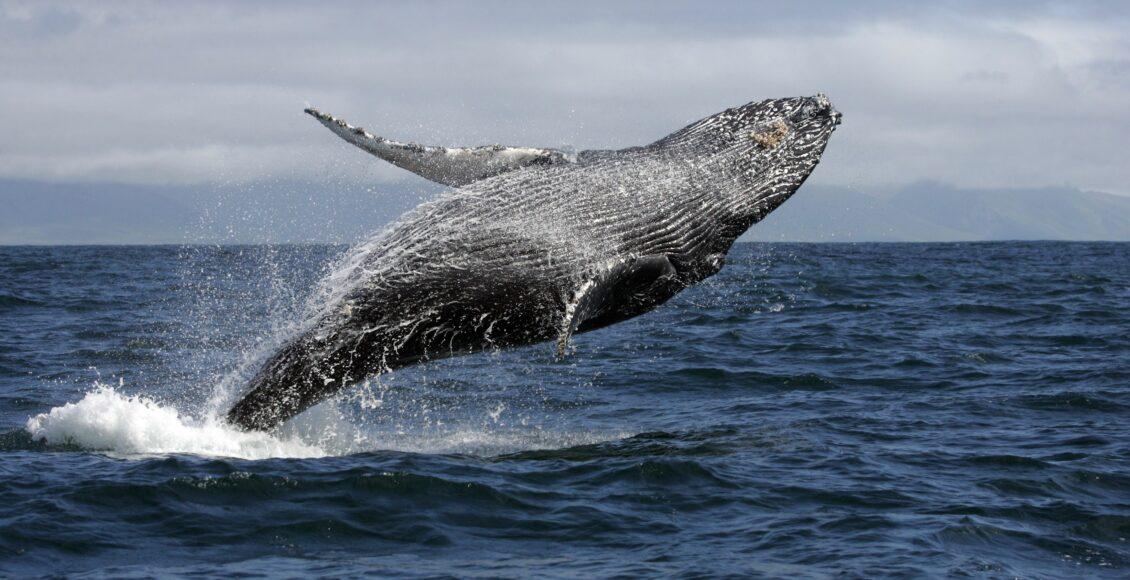 mulher é ferida por baleia jubarte na Austrália