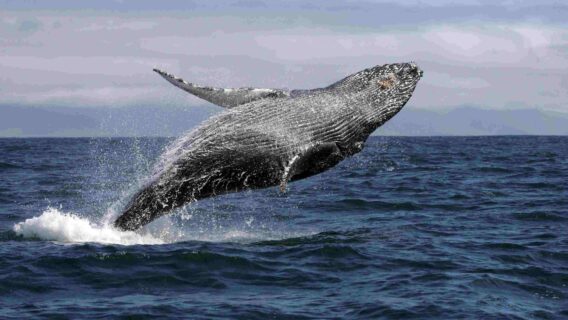 Mulher é ferida por baleia jubarte em ponto turístico australiano