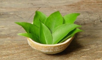 Ora-pro-nobis: descubra seus benefícios e como plantar benefícios da ora-pro-nobis