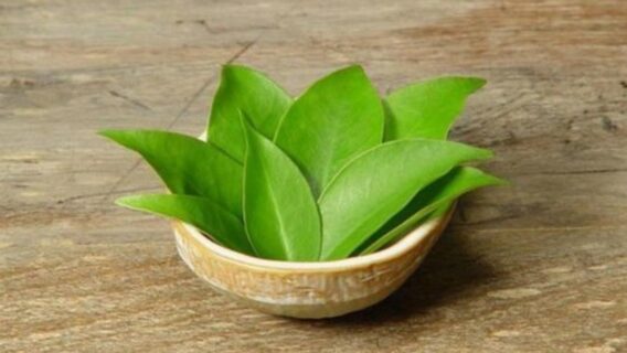 Ora-pro-nobis: descubra seus benefícios e como plantar