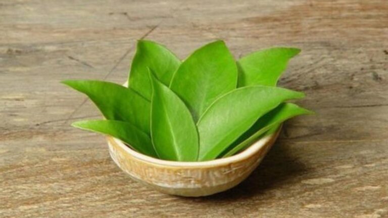 Ora-pro-nobis: descubra seus benefícios e como plantar