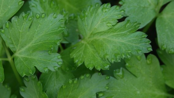 Benefícios da Salsa: o tempero que desintoxica os órgãos e fortalece os ossos