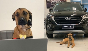 Com direito a crachá, cachorro de rua é adotado por empresa