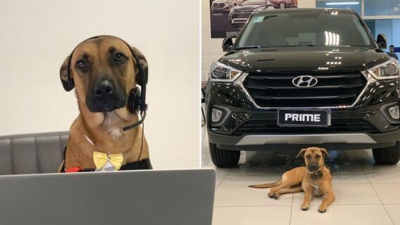 Com direito a crachá, cachorro de rua é adotado por empresa