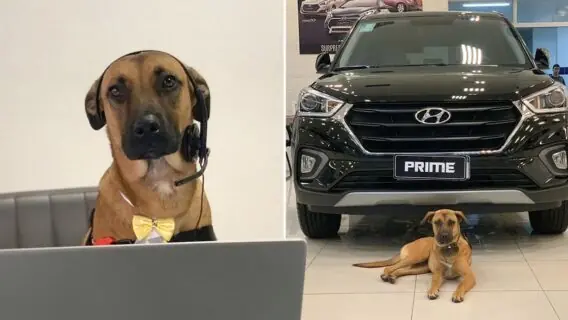 Com direito a crachá, cachorro de rua é adotado por empresa