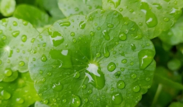 benefícios centella asiática