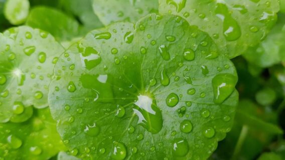 Conheça os benefícios da centella asiática