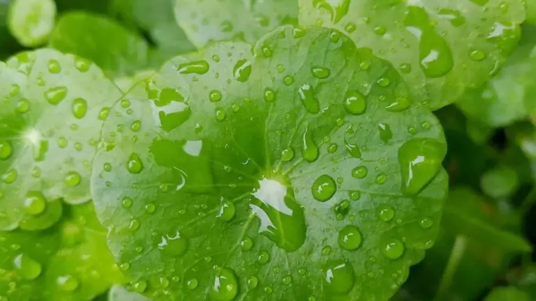 Conheça os benefícios da centella asiática