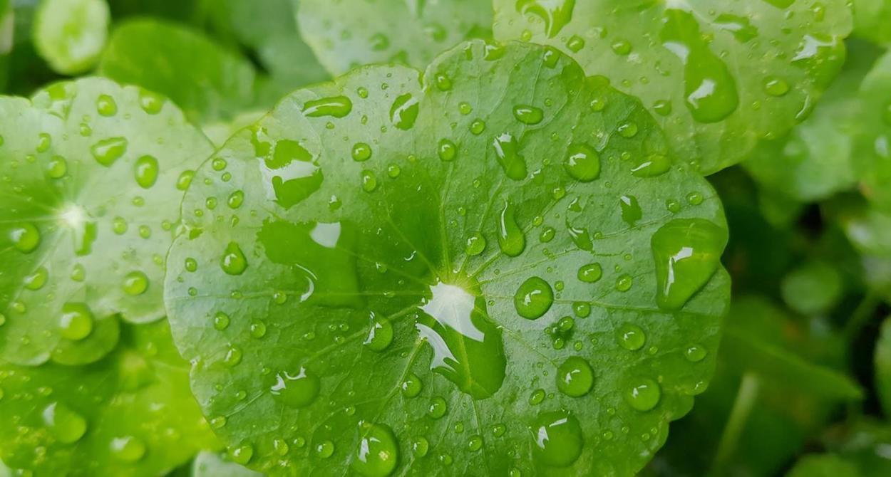 benefícios centella asiática