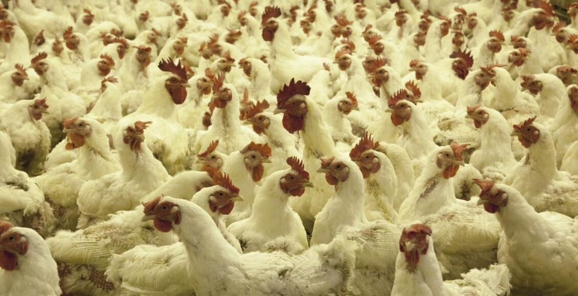 china detecta covid em frango importado do brasil