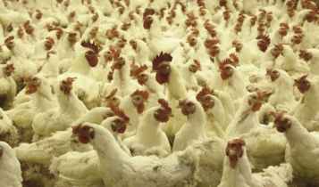 china detecta covid em frango importado do brasil