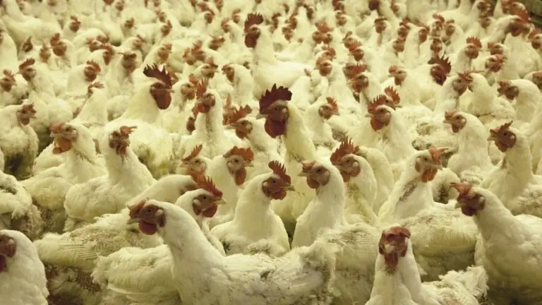 China detecta coronavírus em frango importado do Brasil