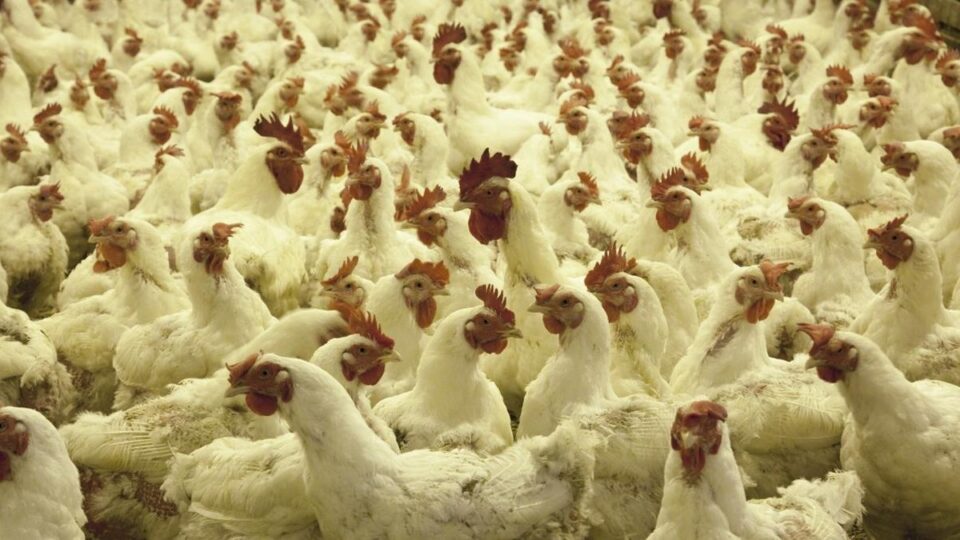 china detecta covid em frango importado do brasil