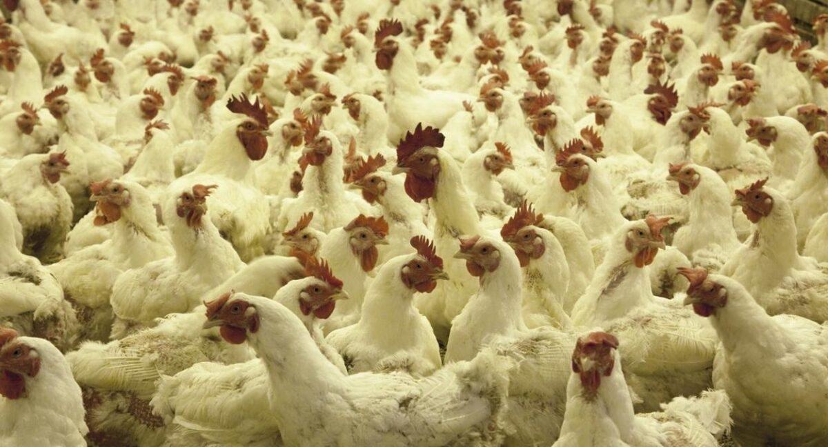 china detecta covid em frango importado do brasil