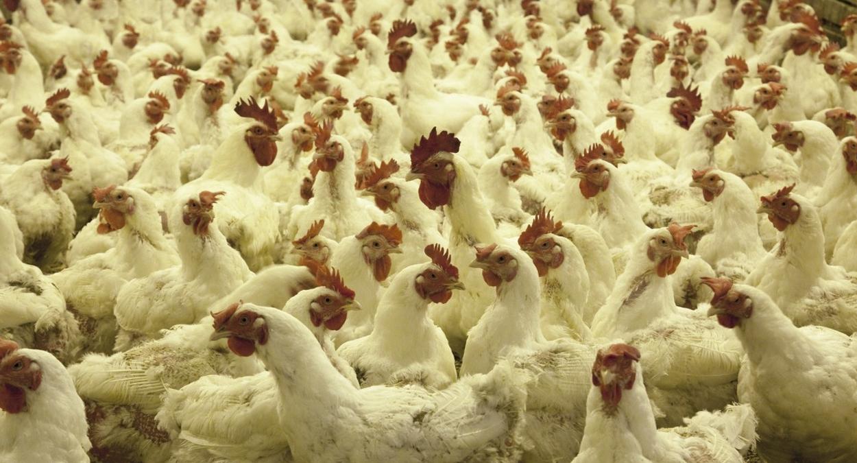 china detecta covid em frango importado do brasil