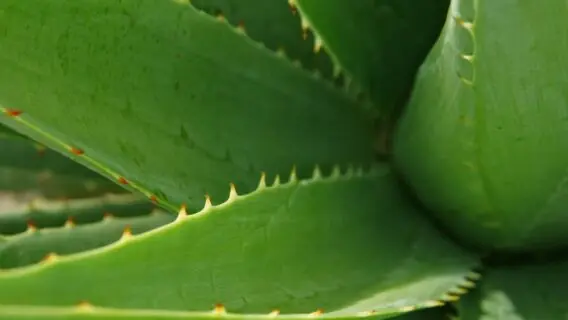 Como plantar babosa: aprenda a cultivar a planta medicinal