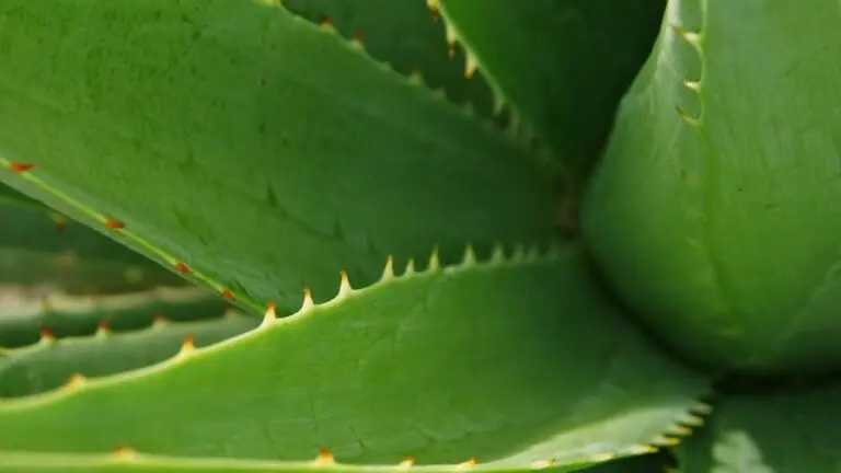 Como plantar babosa: aprenda a cultivar a planta medicinal