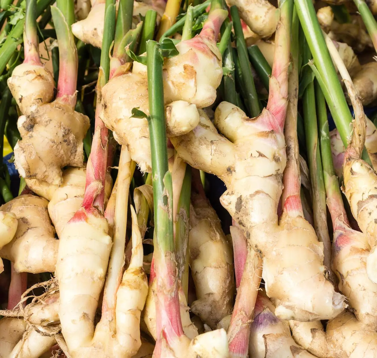 como plantar gengibre