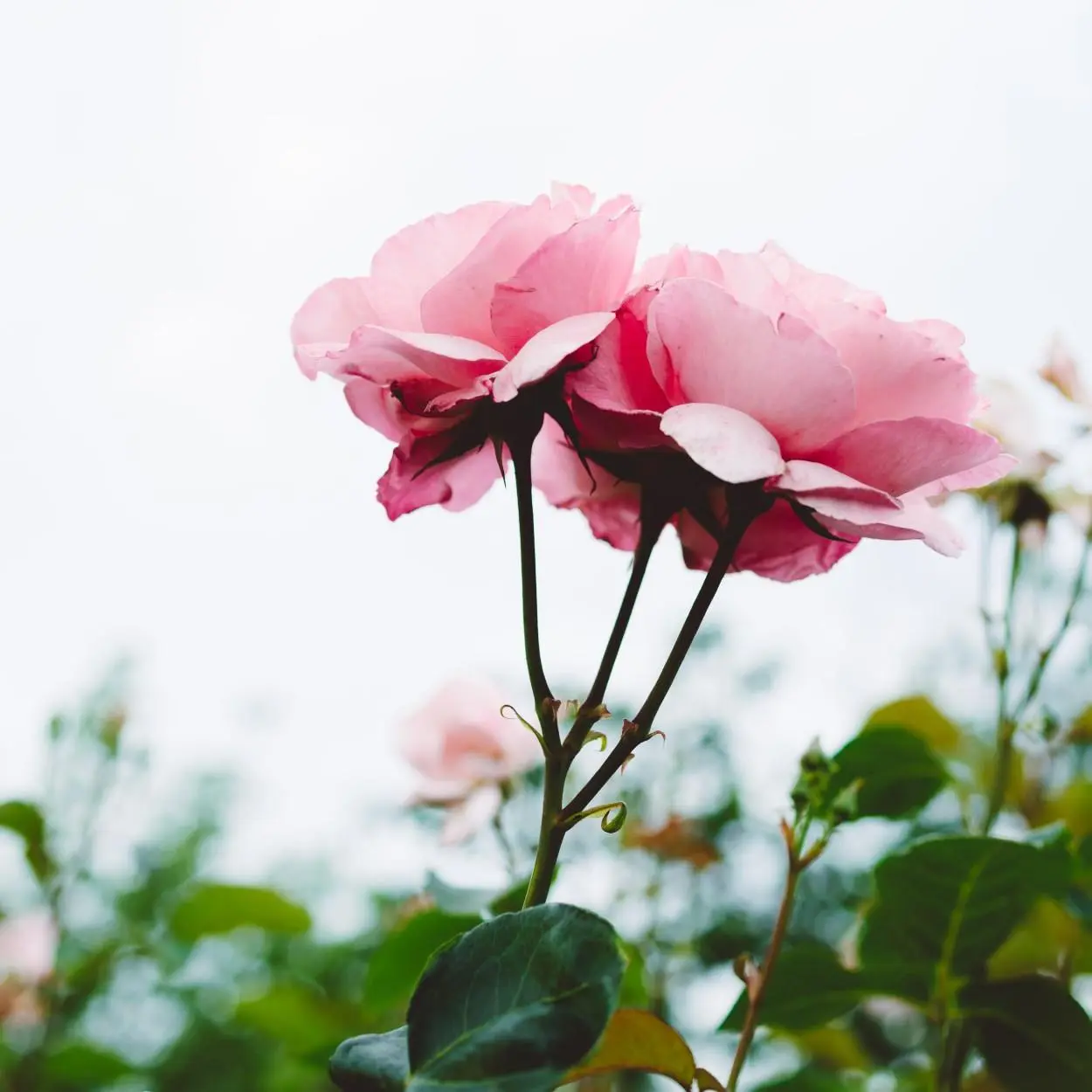 como cultivar rosas 3