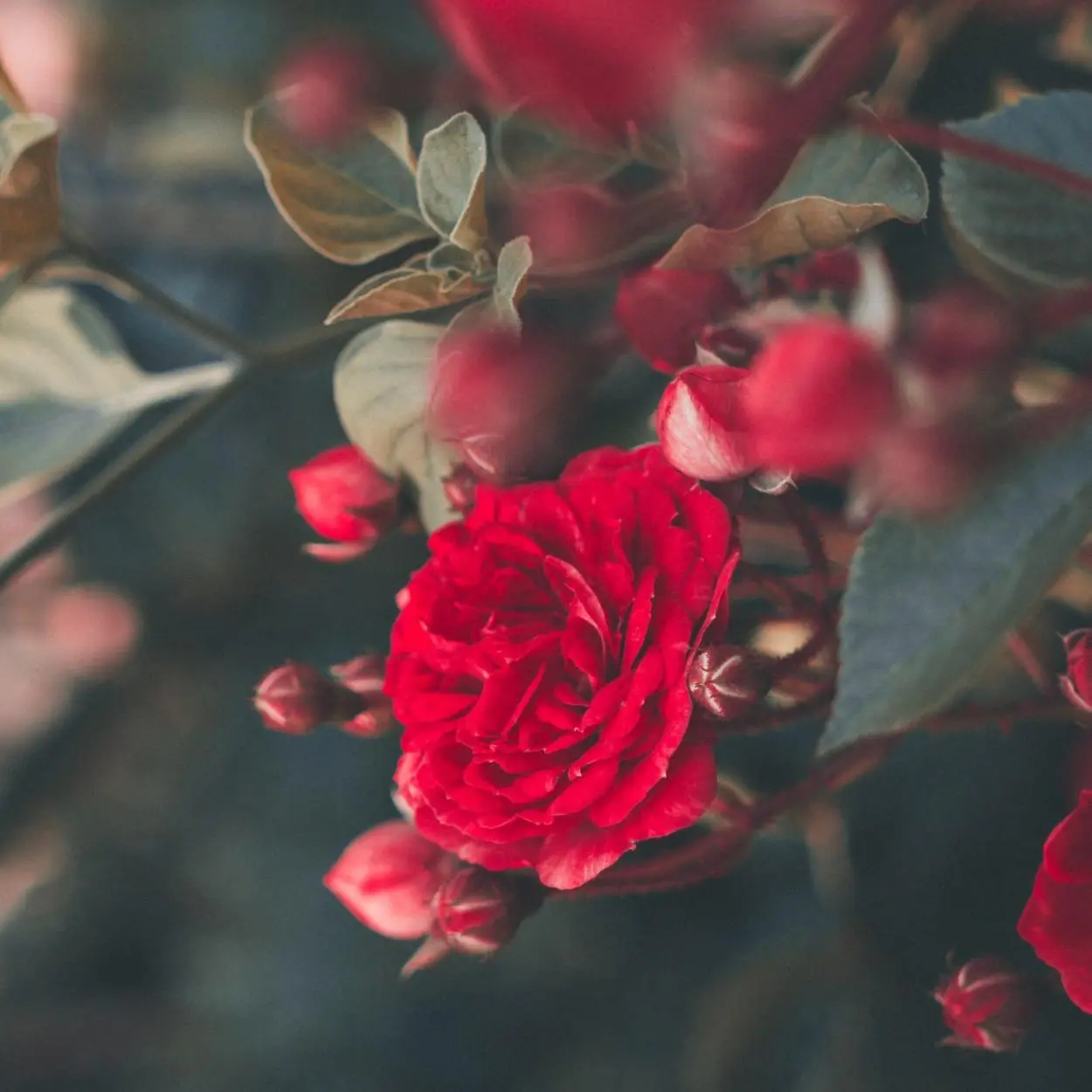 como cultivar rosas 2