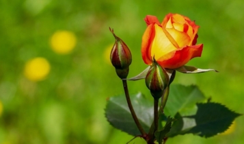 como cultivar rosas sm