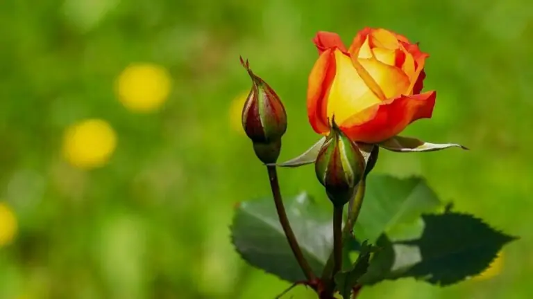 Como cultivar rosas: passo a passo para jardins e vasos