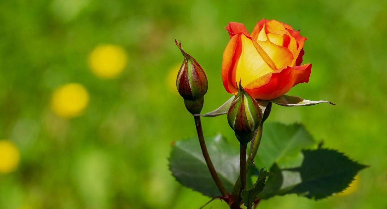 Como cultivar rosas: passo a passo para vasos e jardins