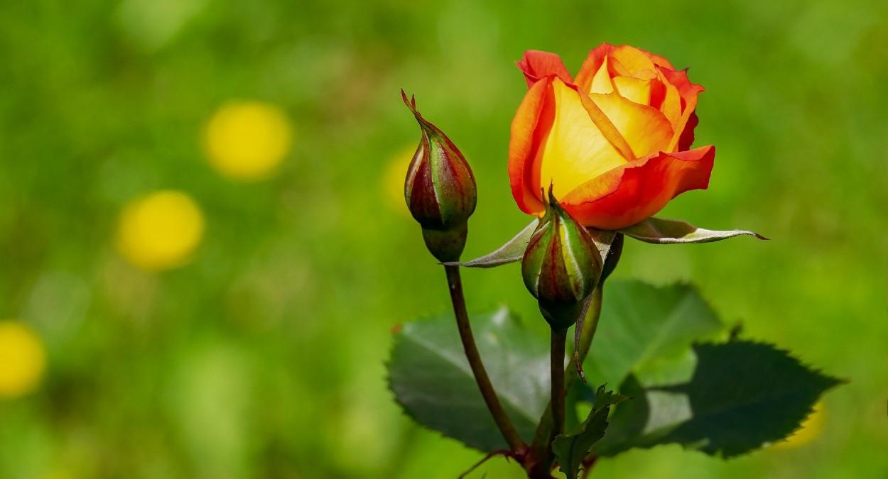 como cultivar rosas sm