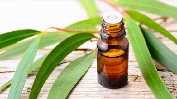 Óleos essenciais para amenizar 5 problemas respiratórios