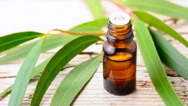 Óleos essenciais para amenizar 5 problemas respiratórios