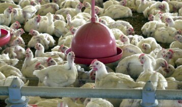 Hong Kong veta importação de frango
