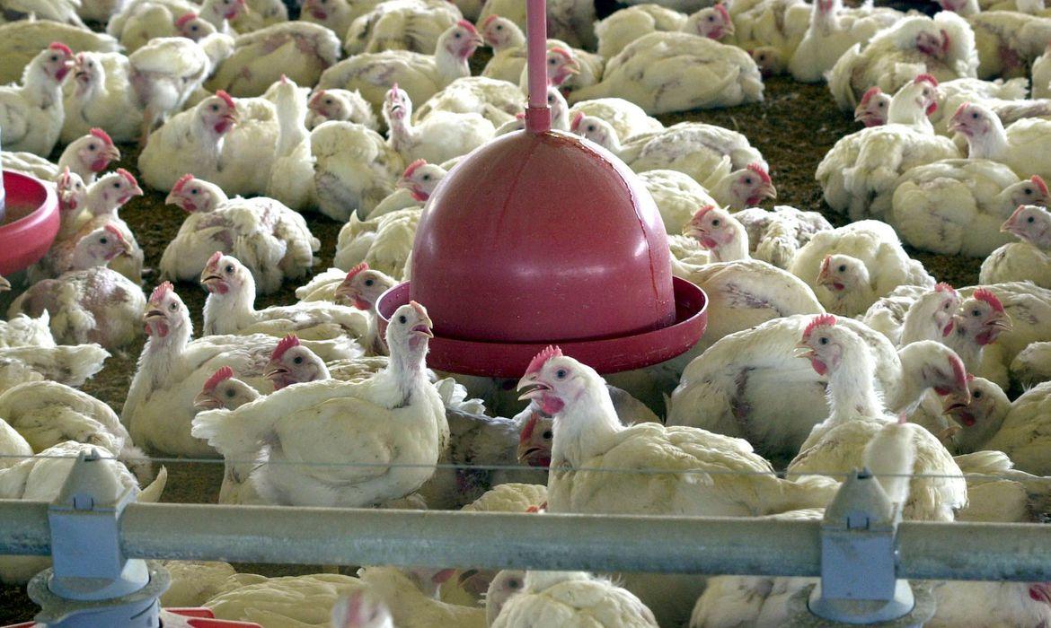 Hong Kong veta importação de frango