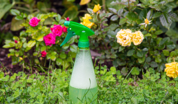 Inseticida caseiro: aprenda 6 receitas naturais e eficazes Inseticida caseiro
