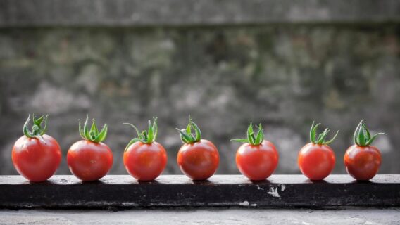 Licopeno, o nutriente que previne o câncer e cuida do coração