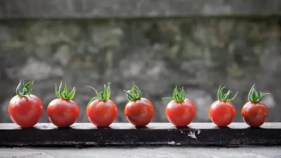 Licopeno, o nutriente que previne o câncer e cuida do coração