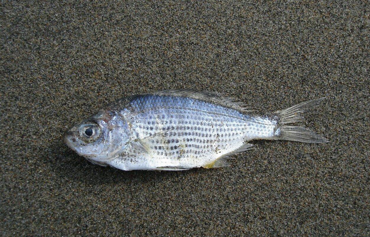 nestlé é processada por poluição