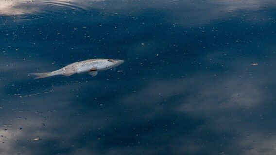 Nestlé é processada após toneladas de peixes mortos serem encontrados em rio na França