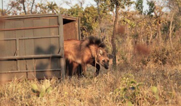 lobo-guará para cédula de R$ 200