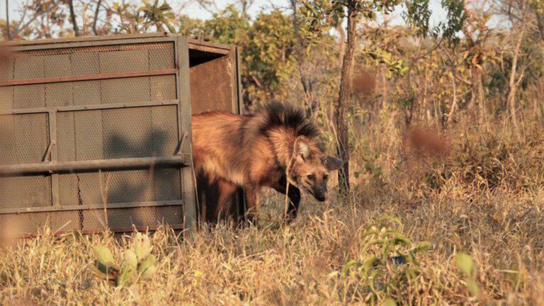 Cédula de R$ 200 com lobo-guará começa a circular na quarta-feira