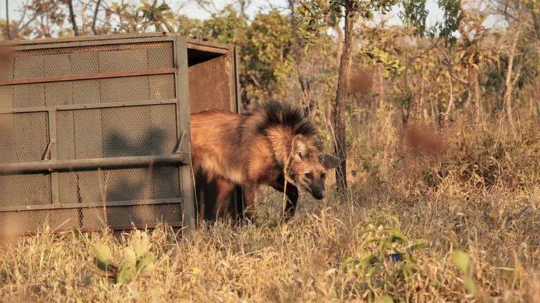 Cédula de R$ 200 com lobo-guará começa a circular na quarta-feira
